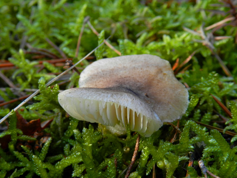 Tricholoma scalpturatum  s.l.